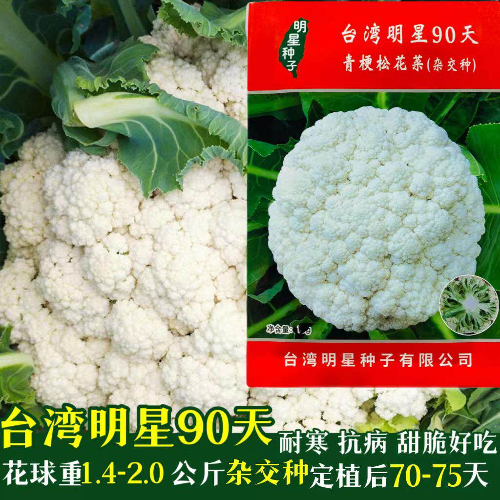 台湾明星55天/60天/75天/80天90天青梗松花菜种子有机花椰菜进口