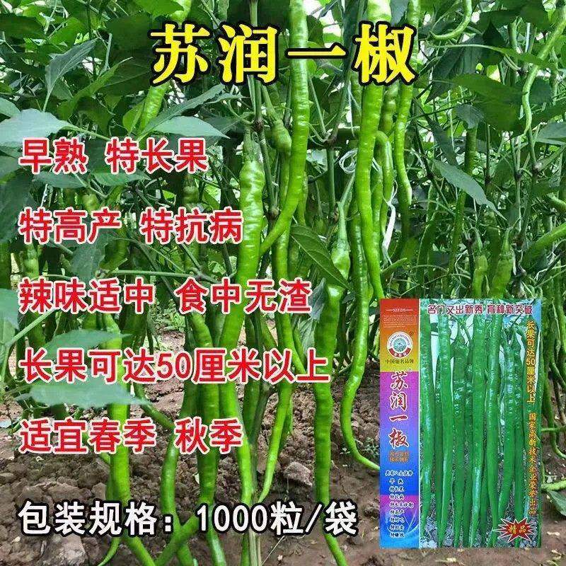 苏润一椒线椒种子特长果线椒种籽种子绿色早熟条椒超长辣椒种子孑