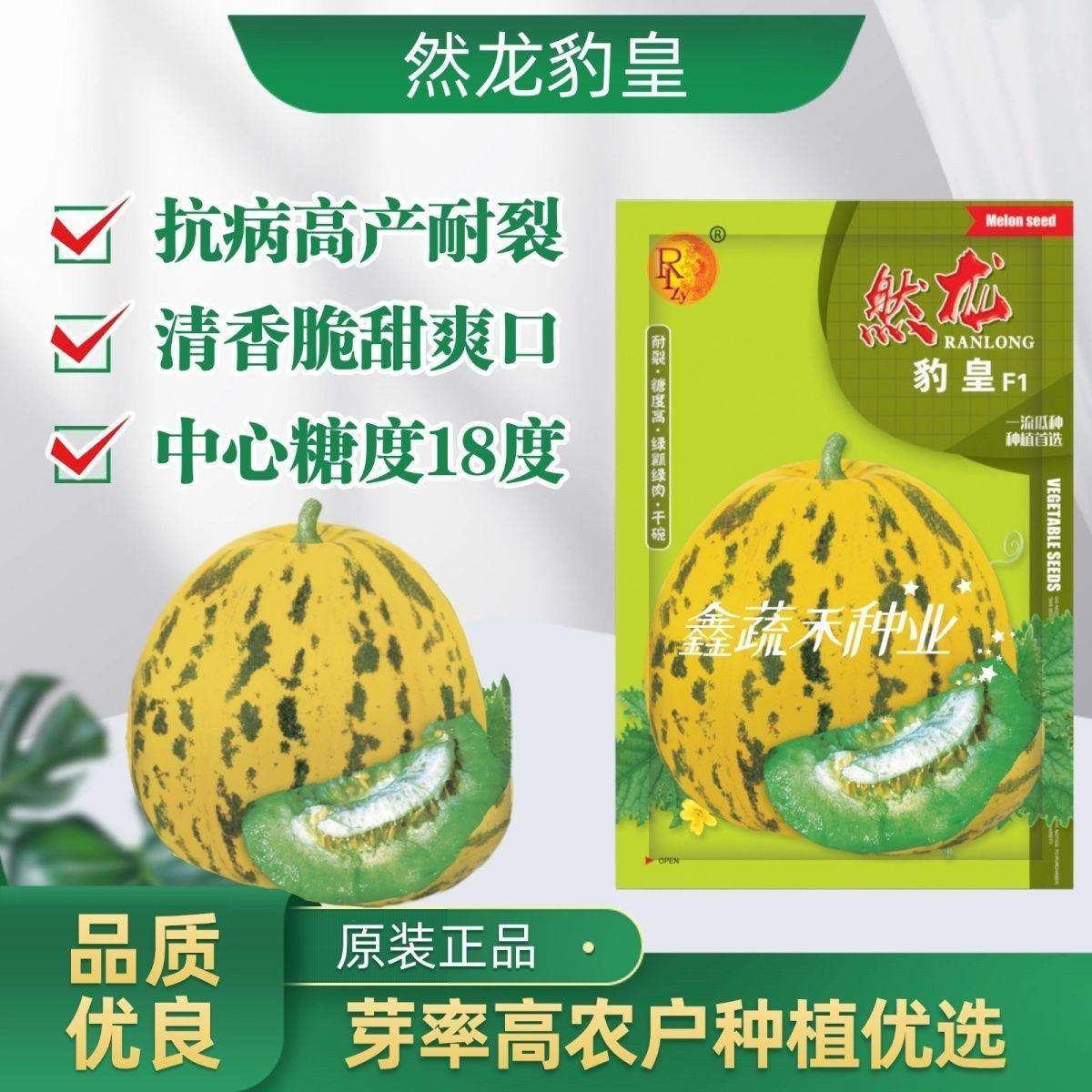 然龙豹皇甜瓜种子薄皮八里香类型糖度高耐裂绿瓤绿肉口感香甜种子