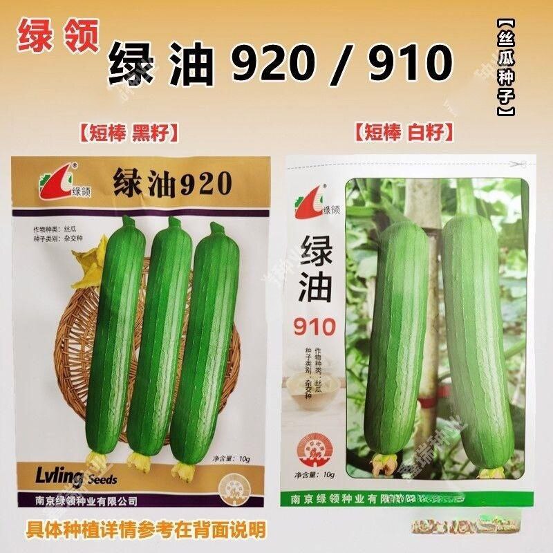 丝瓜种子绿领绿油920丝瓜种子绿油910白籽丝瓜种籽高熟短棒形油皮