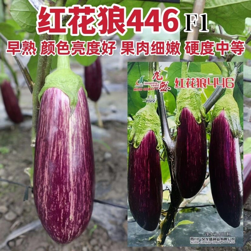 龙盛高品质茄子种籽红花