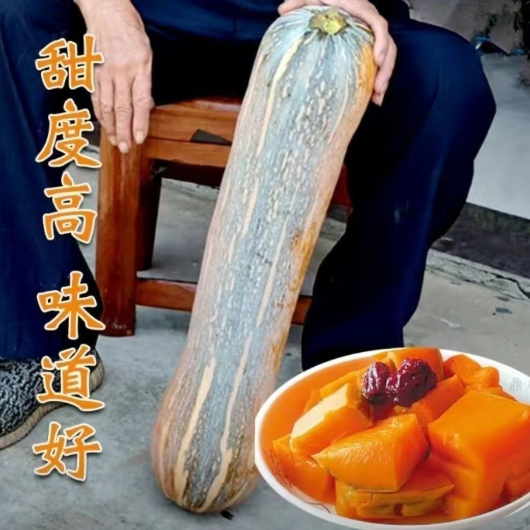 农之子矫健一号南瓜种子 没有大肚子早熟长棒形甜糯高产南瓜种籽