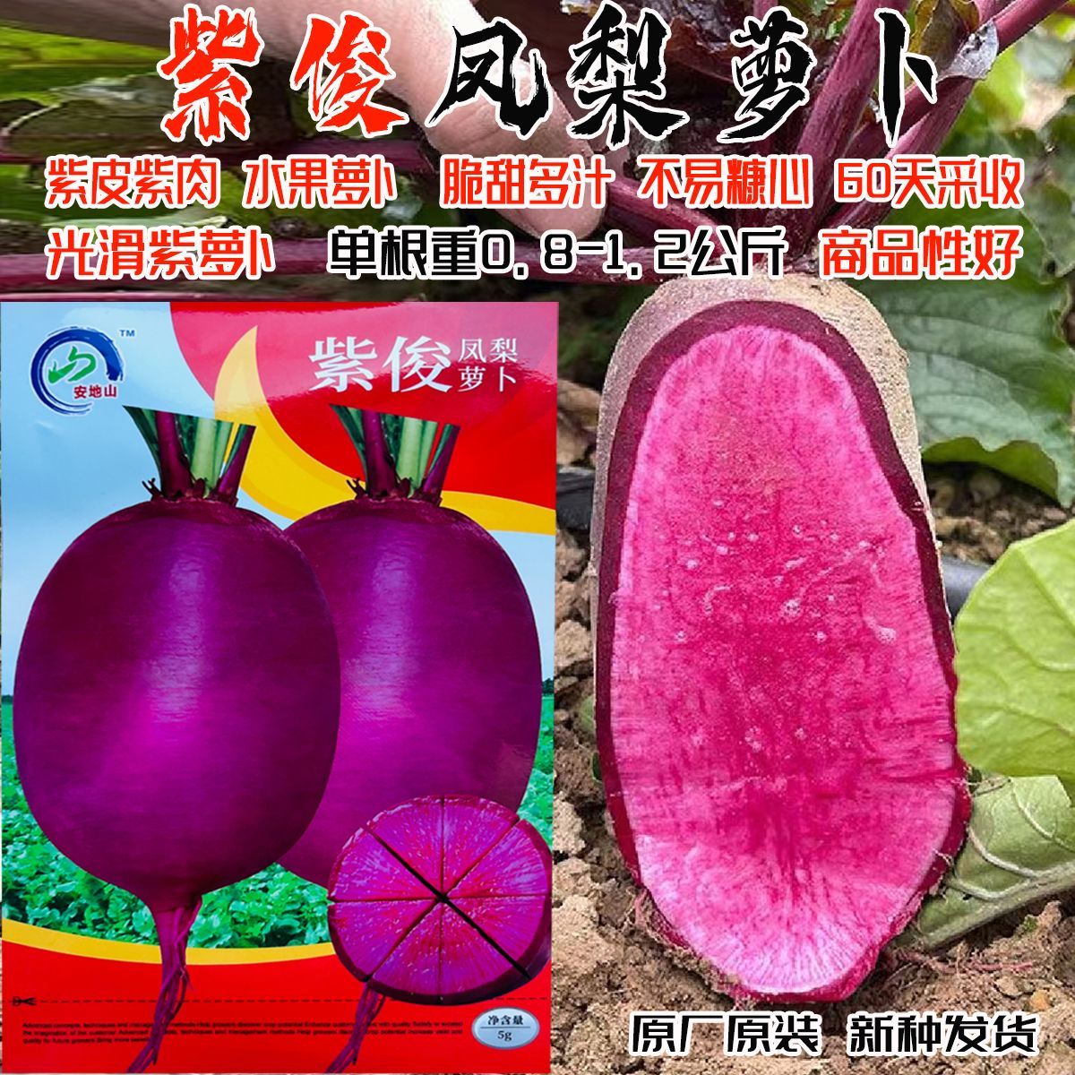 安地山紫俊凤梨萝卜种子 紫皮紫肉脆甜多汁红心萝卜种籽