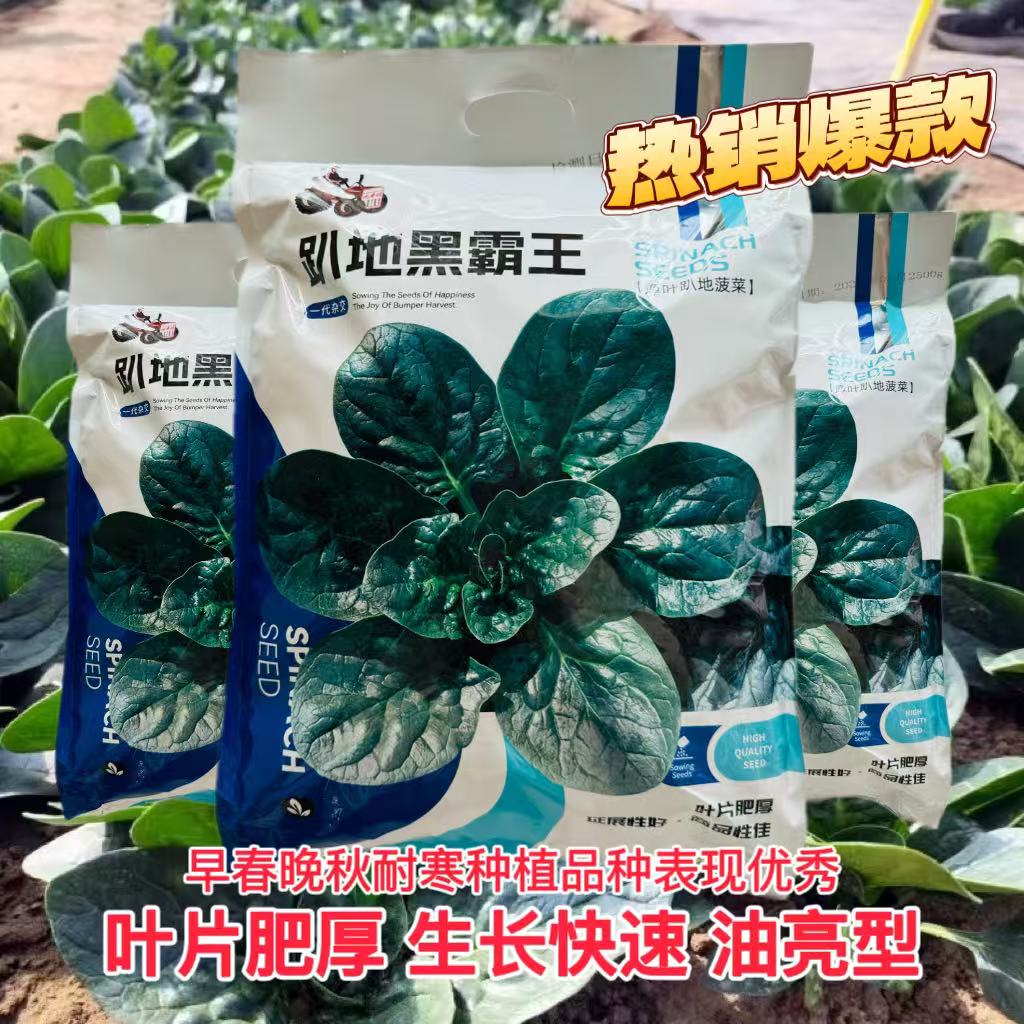 拖车头趴地黑霸王杂交菠菜种子半直立叶片圆润叶色黑亮肥厚耐抽苔