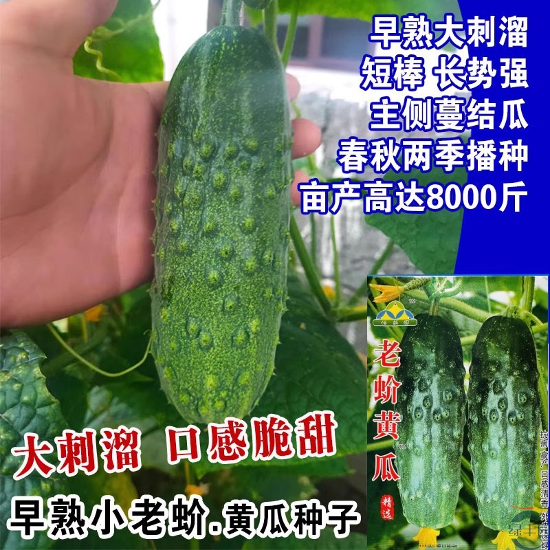 老蚧黄瓜种子甜脆爽口刺瘤大且密