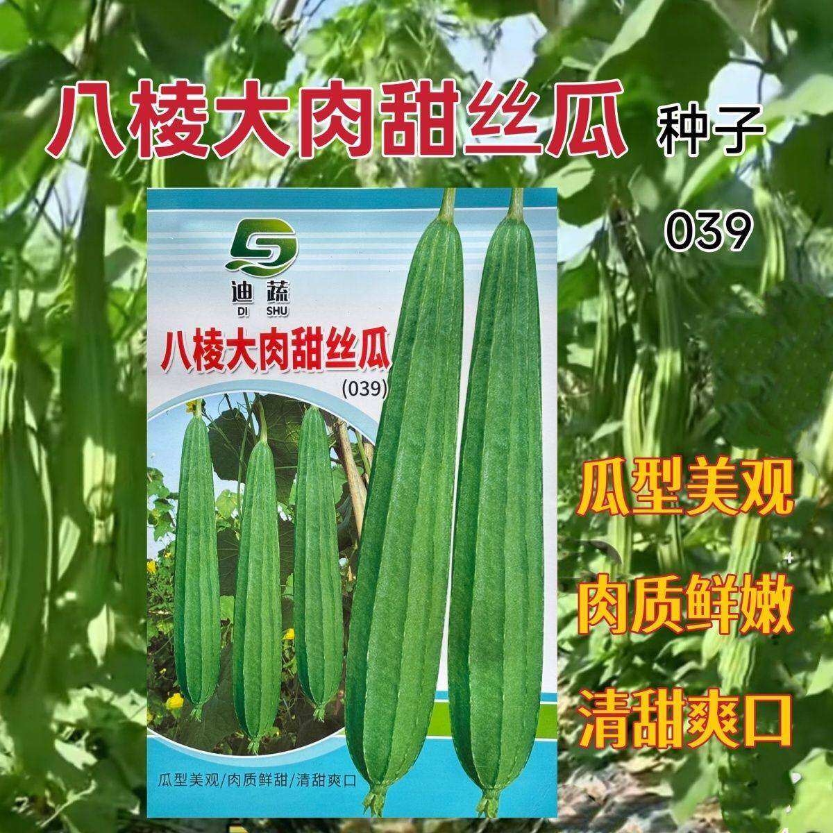 八棱大肉甜丝瓜种子菱角丝瓜八角瓜清甜八角丝瓜农家蔬菜丝瓜种籽