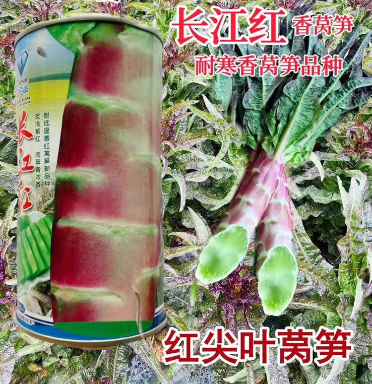 红皮莴笋种子耐热耐寒尖叶长江红香莴笋种孑青皮绿肉大棒莴苣种籽