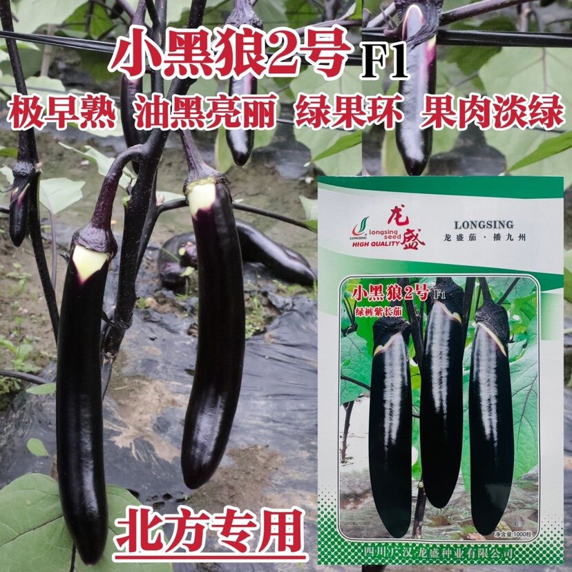 龙盛茄子种籽小黑狼2号绿