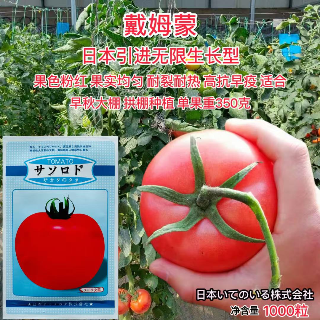 戴姆蒙番茄种子进口粉红