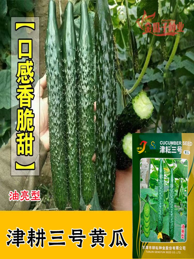 天津耕耘津耘三号黄瓜种子春秋两季油亮绿肉甜脆青瓜蔬菜籽种孑