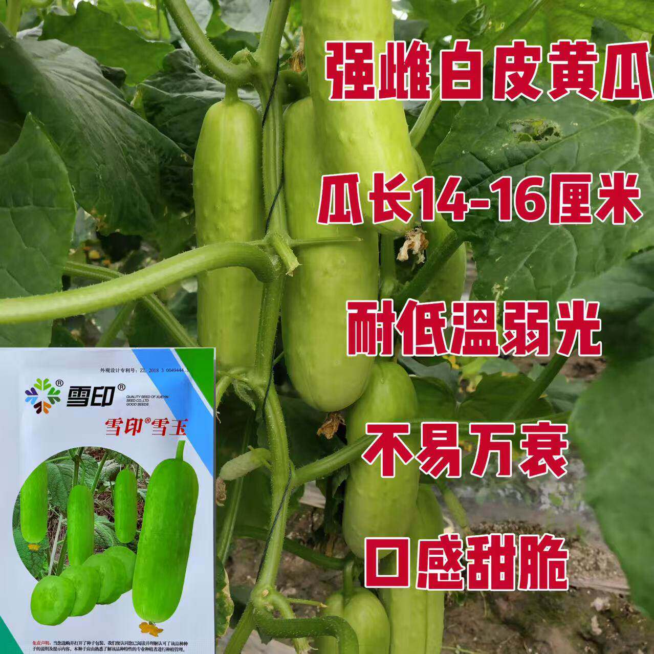 雪印雪玉白黄瓜种子强雌型水果白黄瓜种子节节有瓜口感脆甜味清香