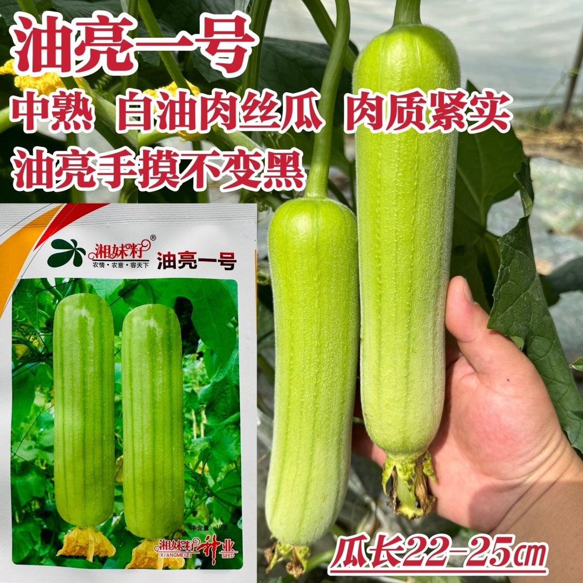 湘妹籽油亮一号丝瓜种子