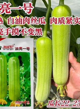 湘妹籽油亮一号丝瓜种子白绿色早熟种籽短棒油亮白油肉丝瓜种子孑