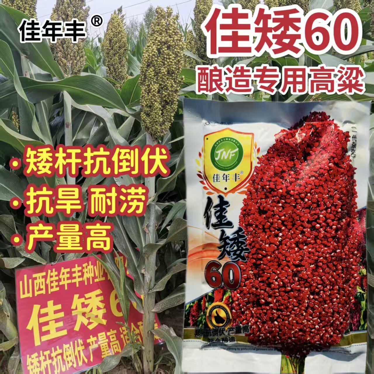 佳矮60高粱种子酿酒专用高粱种籽高产抗病矮杆抗倒伏耐旱耐涝抗鸟