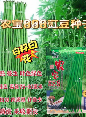 农宝888豇豆种子 中早熟白籽白花荚肉厚江豆种籽高产庭院大田孑
