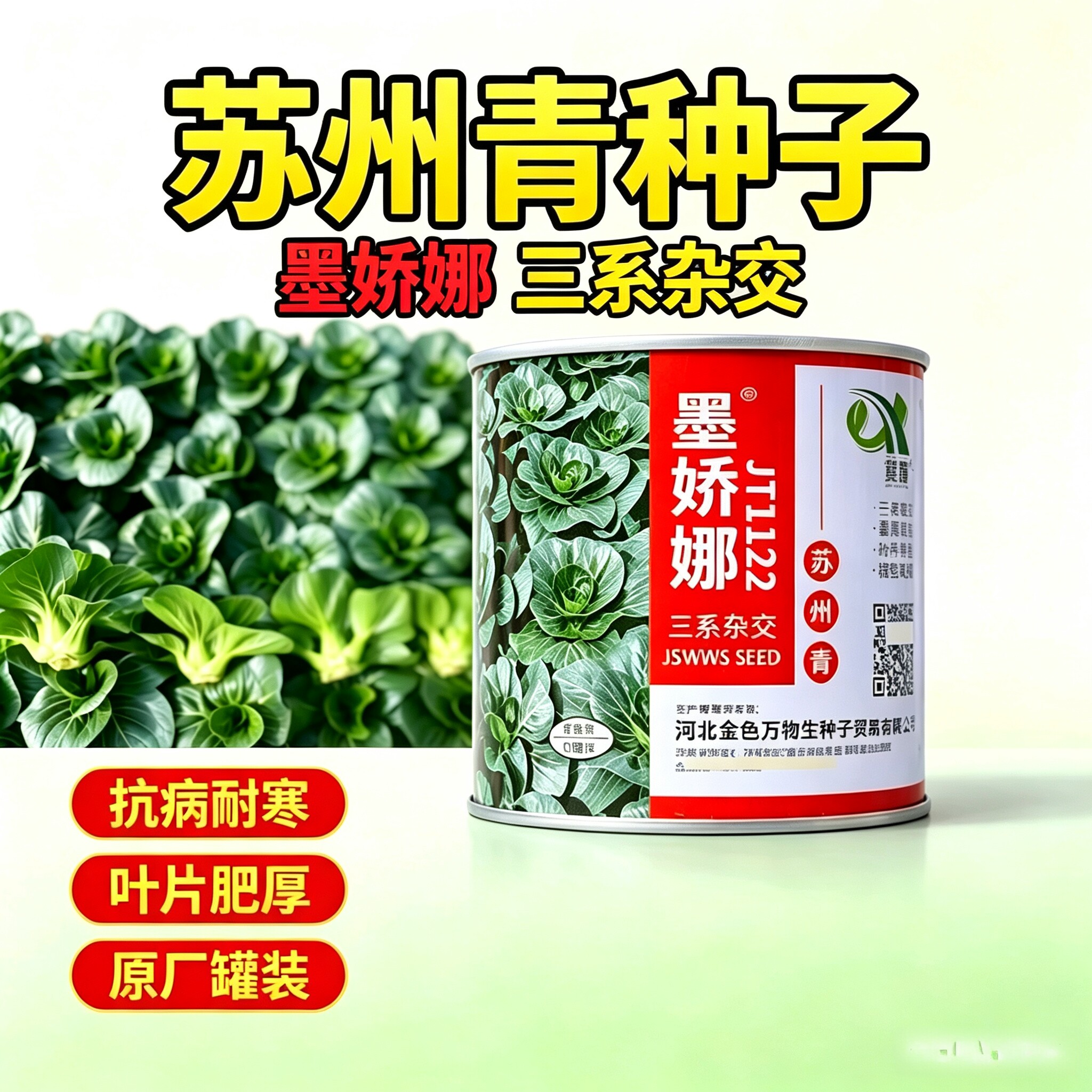 墨娇娜矮箕苏州青种子叶面厚大头束腰墨黑油亮口感糯甜无渣无纤维