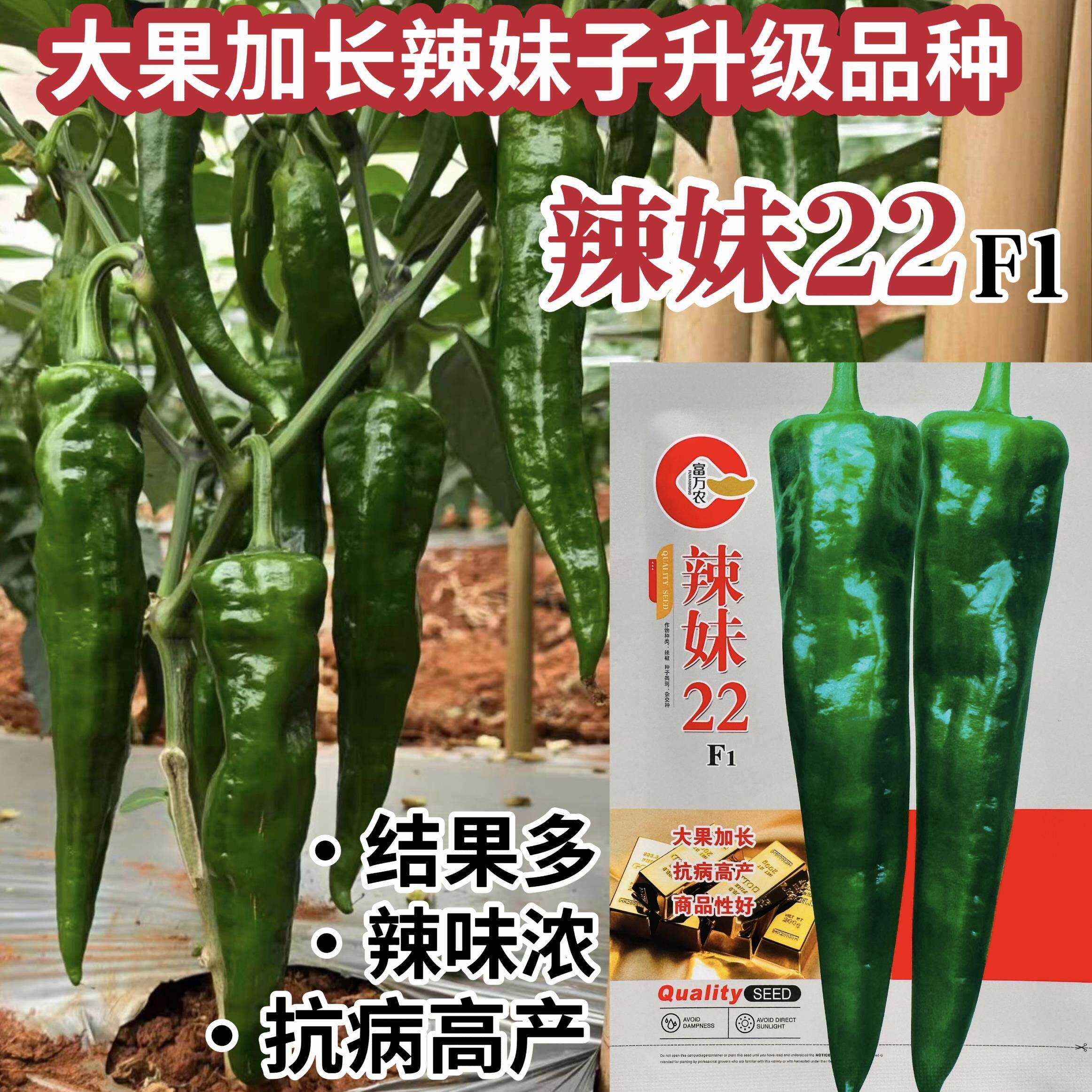 辣妹22升级大果加长辣妹子种子超辣辣椒种籽特辣青红两用辣妹子
