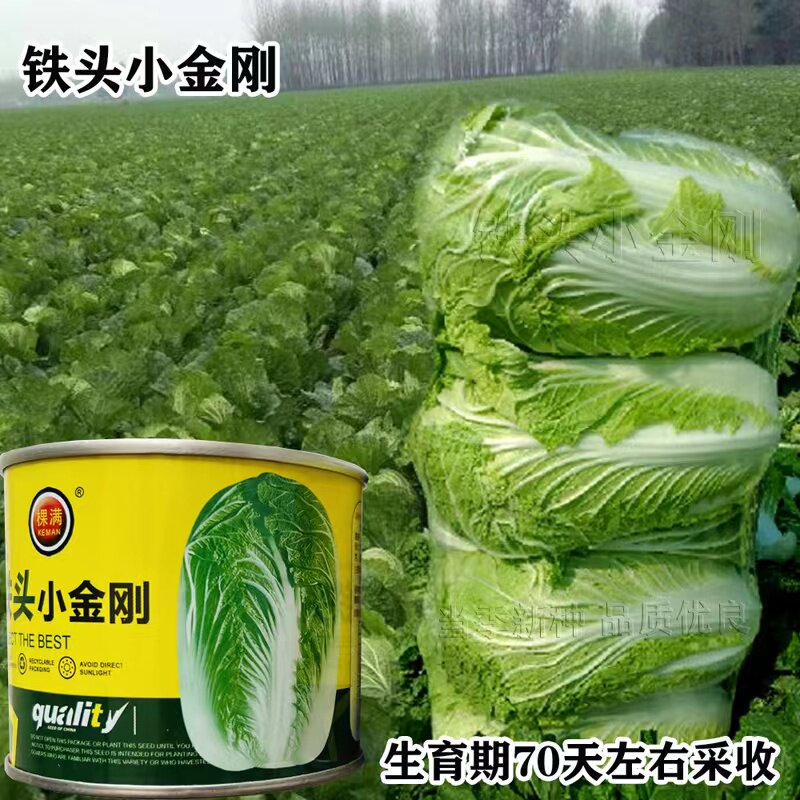 铁头小金刚大白菜种子高
