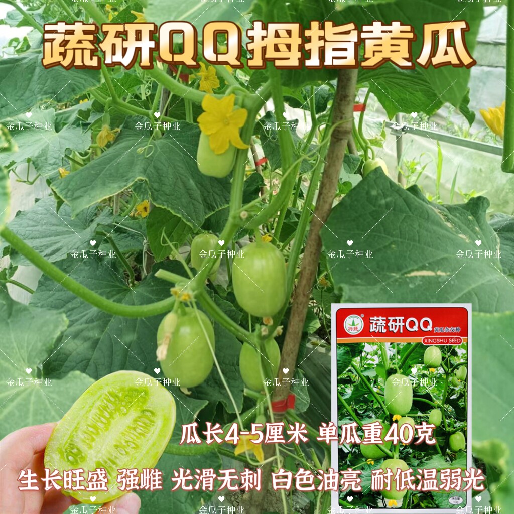 蔬研QQ水果黄瓜种子甜脆迷你小黄瓜种籽玉女拇指黄瓜种子阳台盆栽