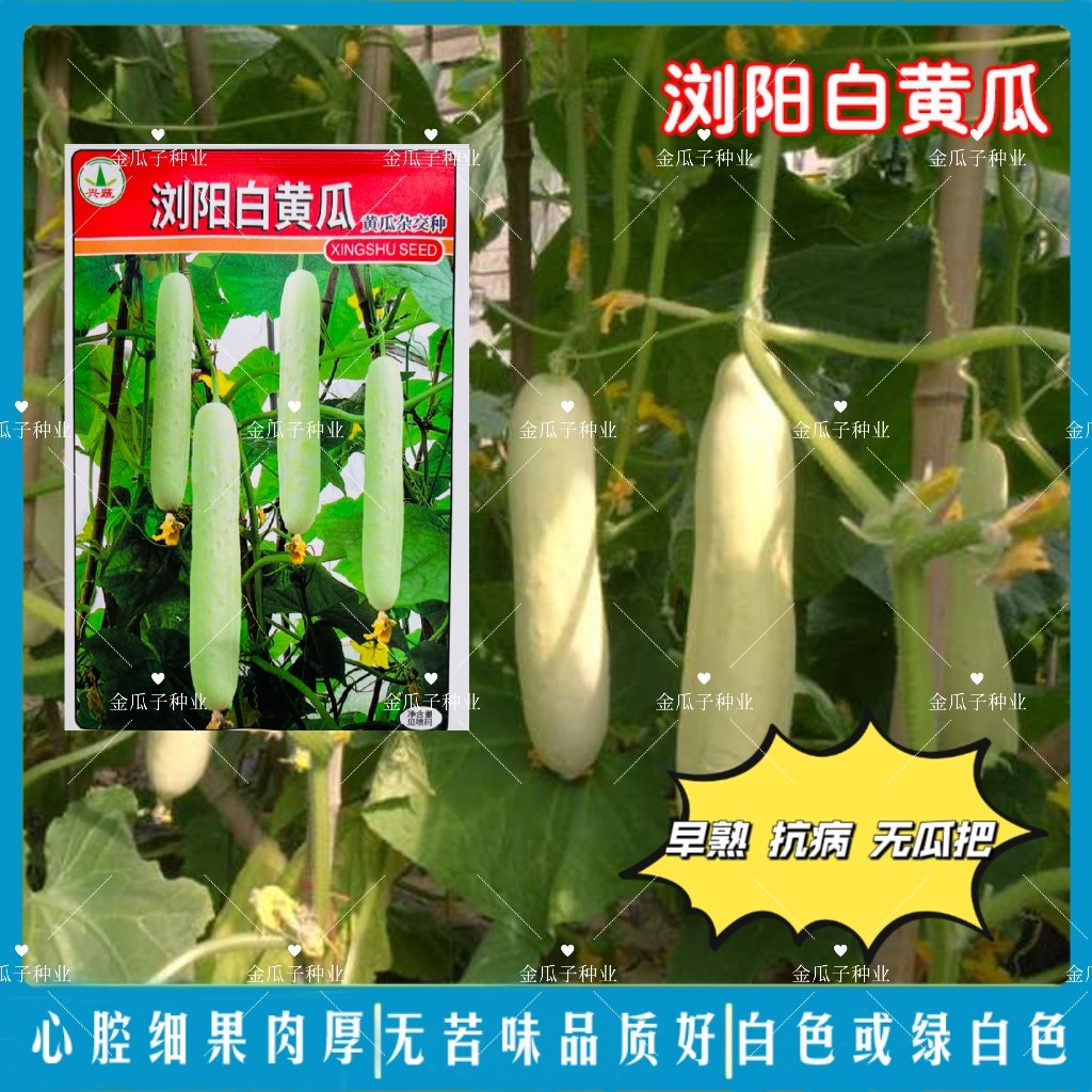 浏阳白黄瓜种子早熟抗病