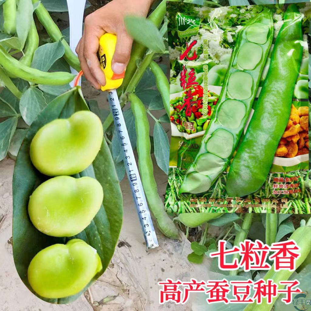 七粒香蚕豆高产早熟大果耐寒好吃