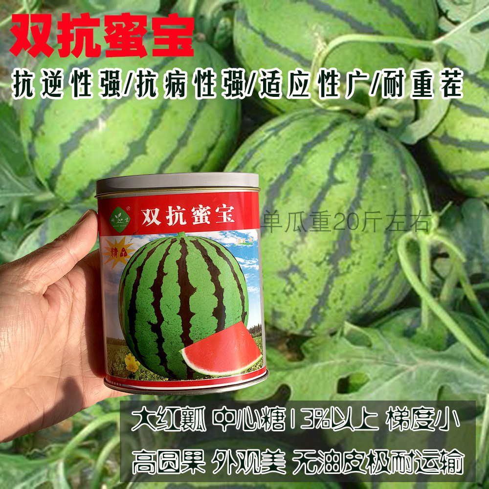 科望双抗蜜宝西瓜种子高糖大果早熟高产抗病耐重茬农家春秋播瓜孑