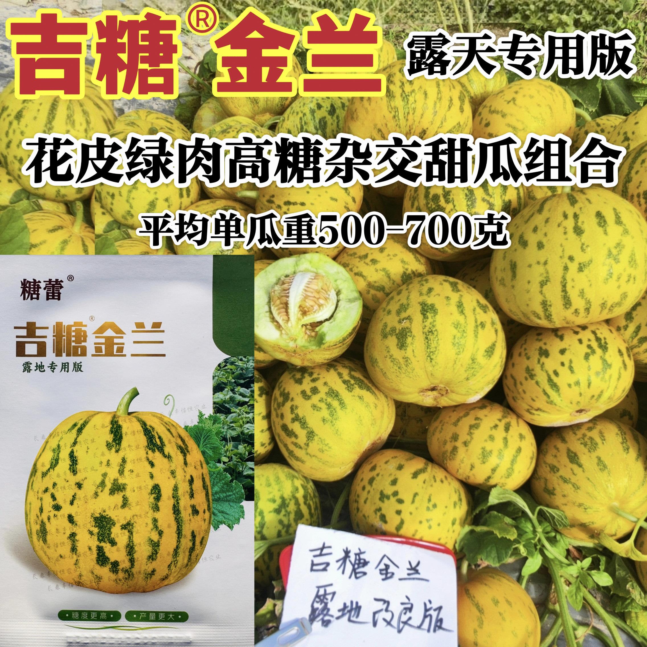 吉糖金兰甜瓜种子高糖特甜大果八里香甜瓜种籽花皮绿肉干瓤