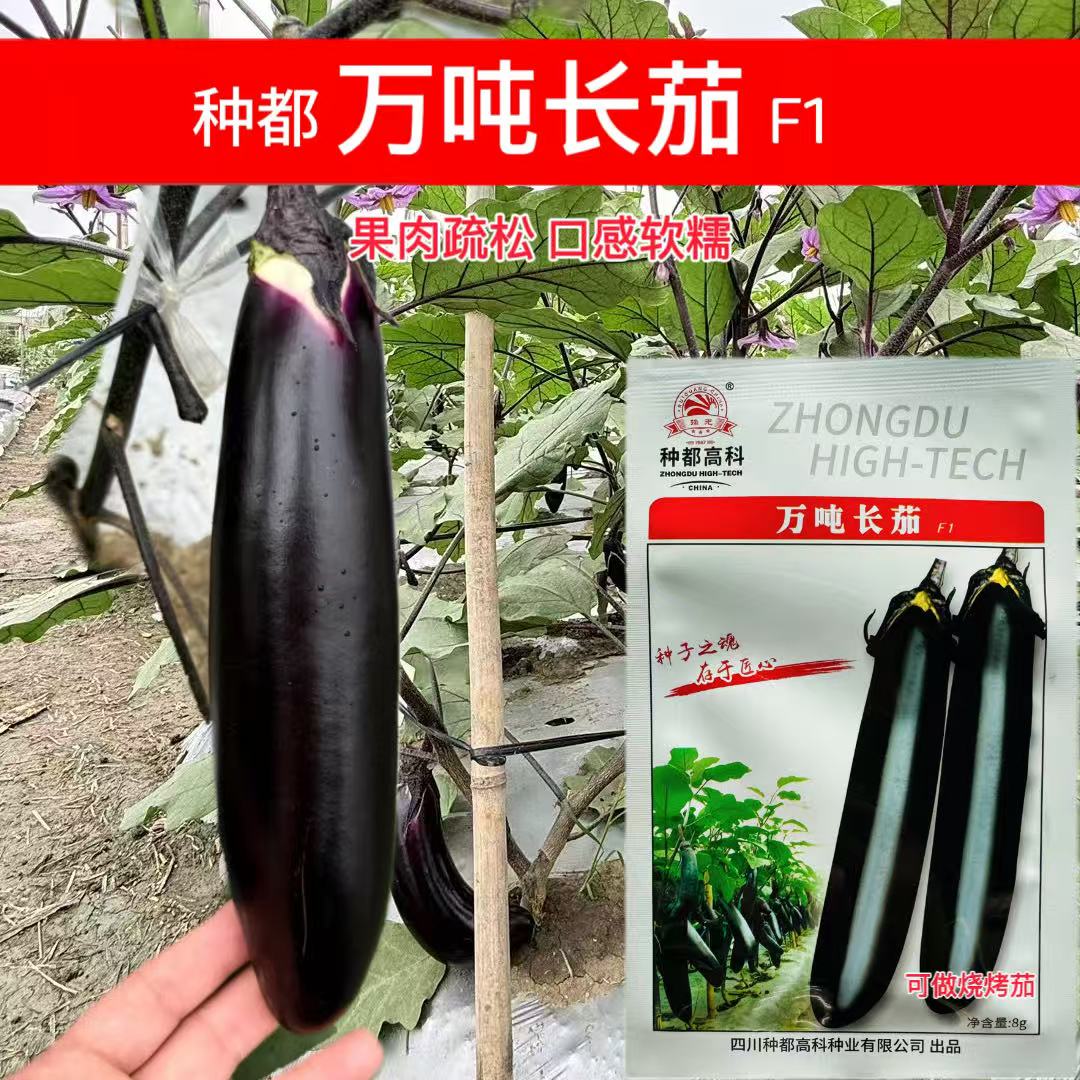 万吨长茄子种子高产早熟紫黑色长茄光泽好高端基地春季四季蔬菜籽