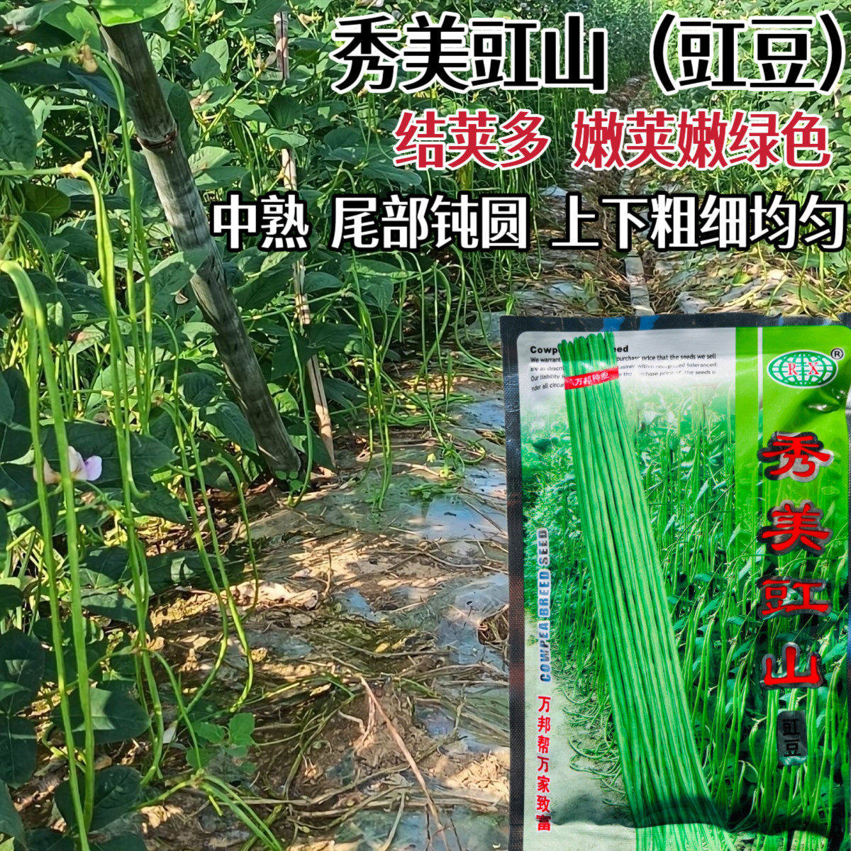 秀美豇山豇豆种子厚肉型嫩绿长豆角种籽高产抗病不鼓籽耐老化