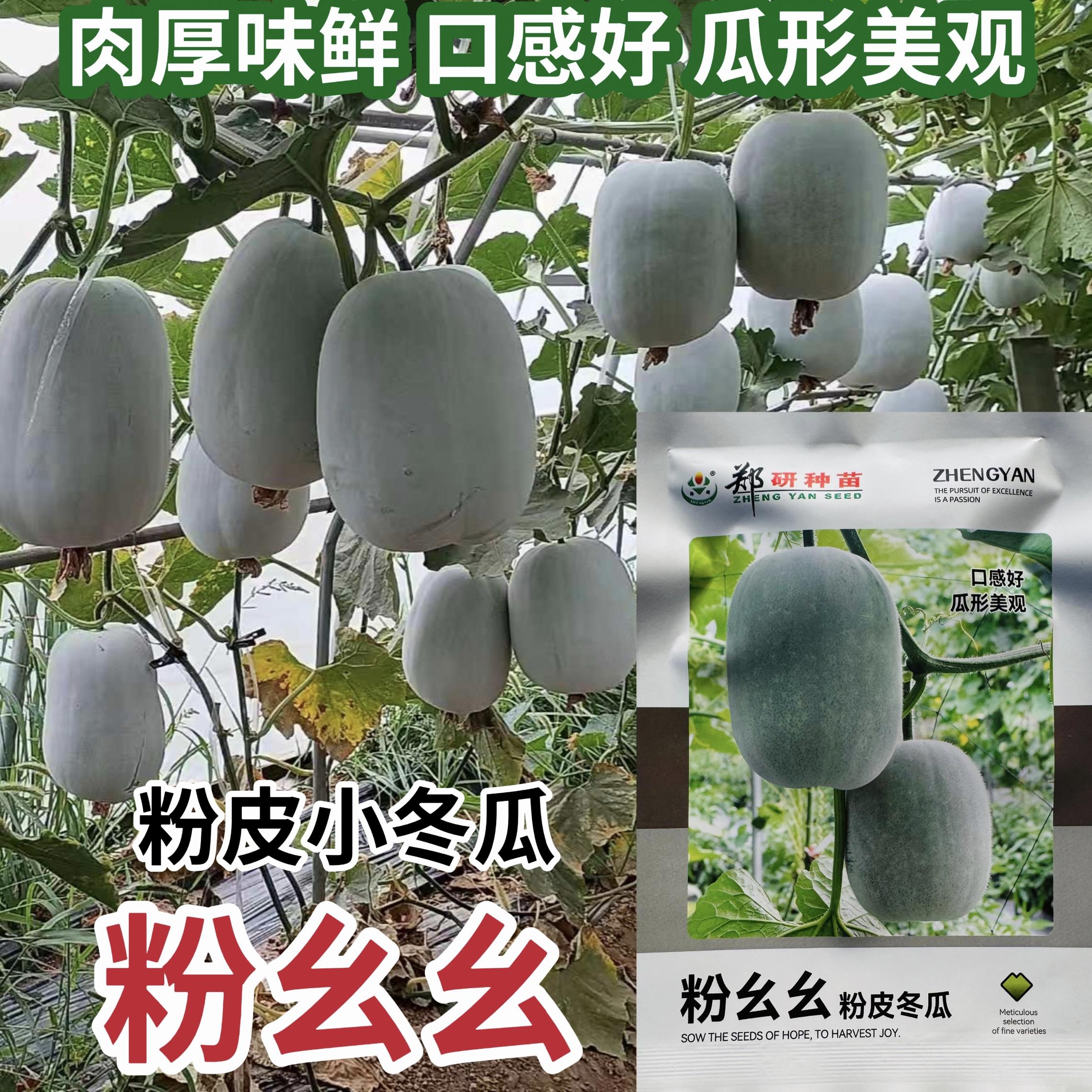 粉幺幺冬瓜种子粉皮冬瓜种籽早熟高产抗病粉皮冬瓜种籽春秋季播种
