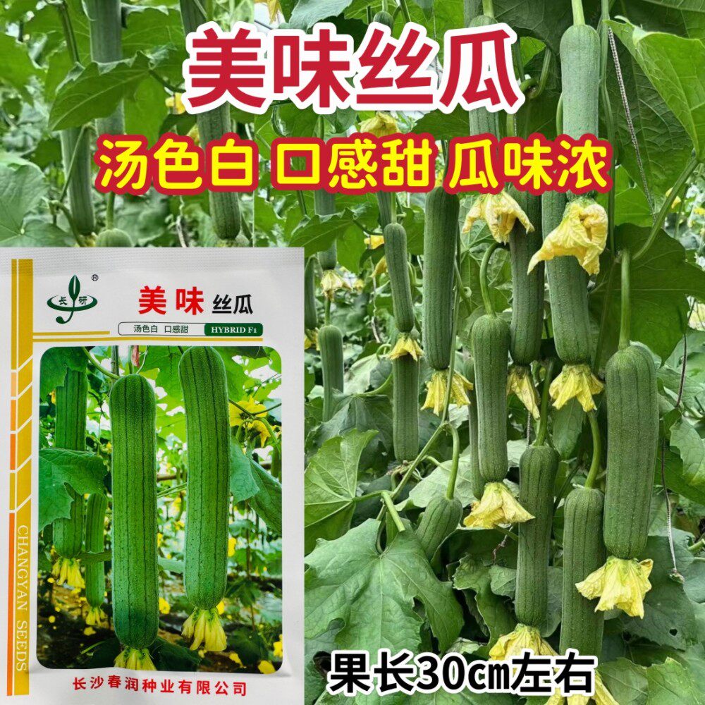 美味丝瓜种子农家春播耐热丰产中长棒丝瓜种籽清脆微甜丝瓜种孑籽