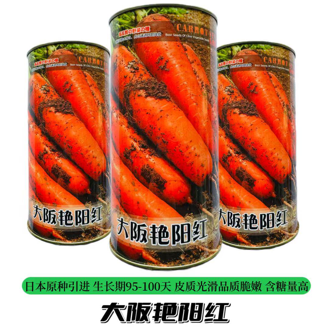 大阪艳阳红胡萝卜种子优质高产抗病抗逆性强黄心萝卜种籽蔬菜种子