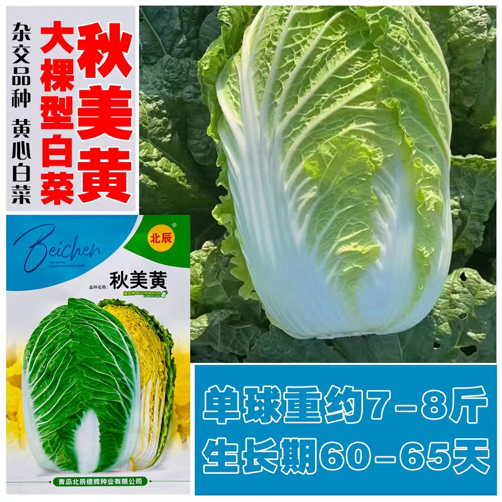 秋播秋美黄大白菜种子农