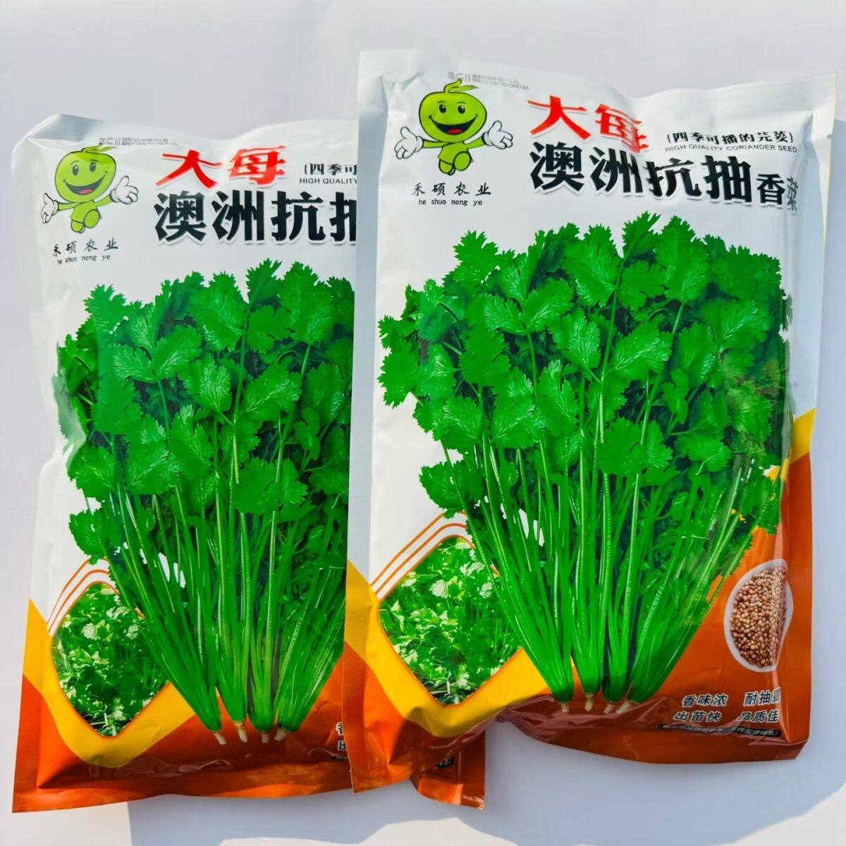 大每澳洲抗抽香菜种子叶青绿色平滑无纤维抗病芫荽种子高产蔬菜