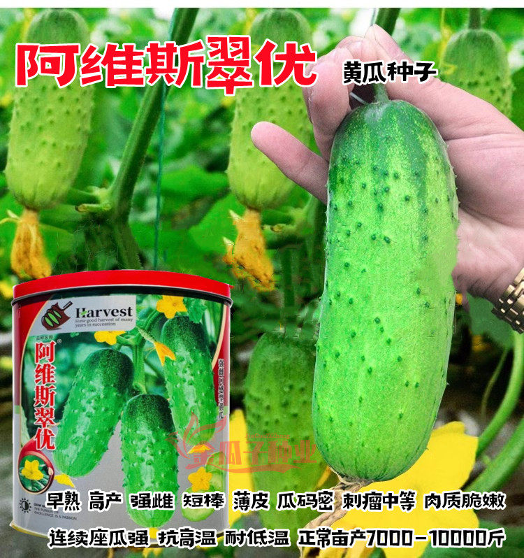 阿维斯翠优强雌口感型黄瓜种子短棒油亮薄皮水果黄瓜种子节节有瓜