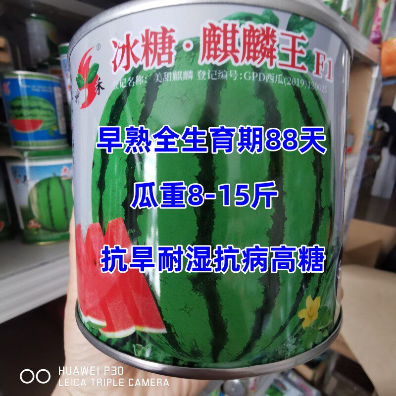 神禾西瓜种子冰糖麒麟杂交早熟抗病抗旱耐湿沙瓤多汁大棚露地栽培