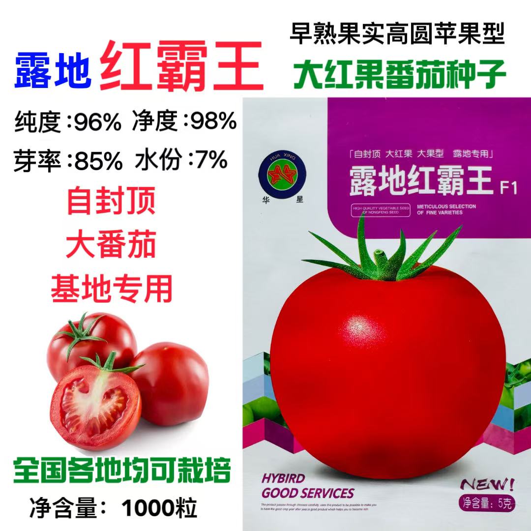 露地红霸王大红西红柿番茄种子早熟高圆番茄种子孑籽高产蔬菜孑