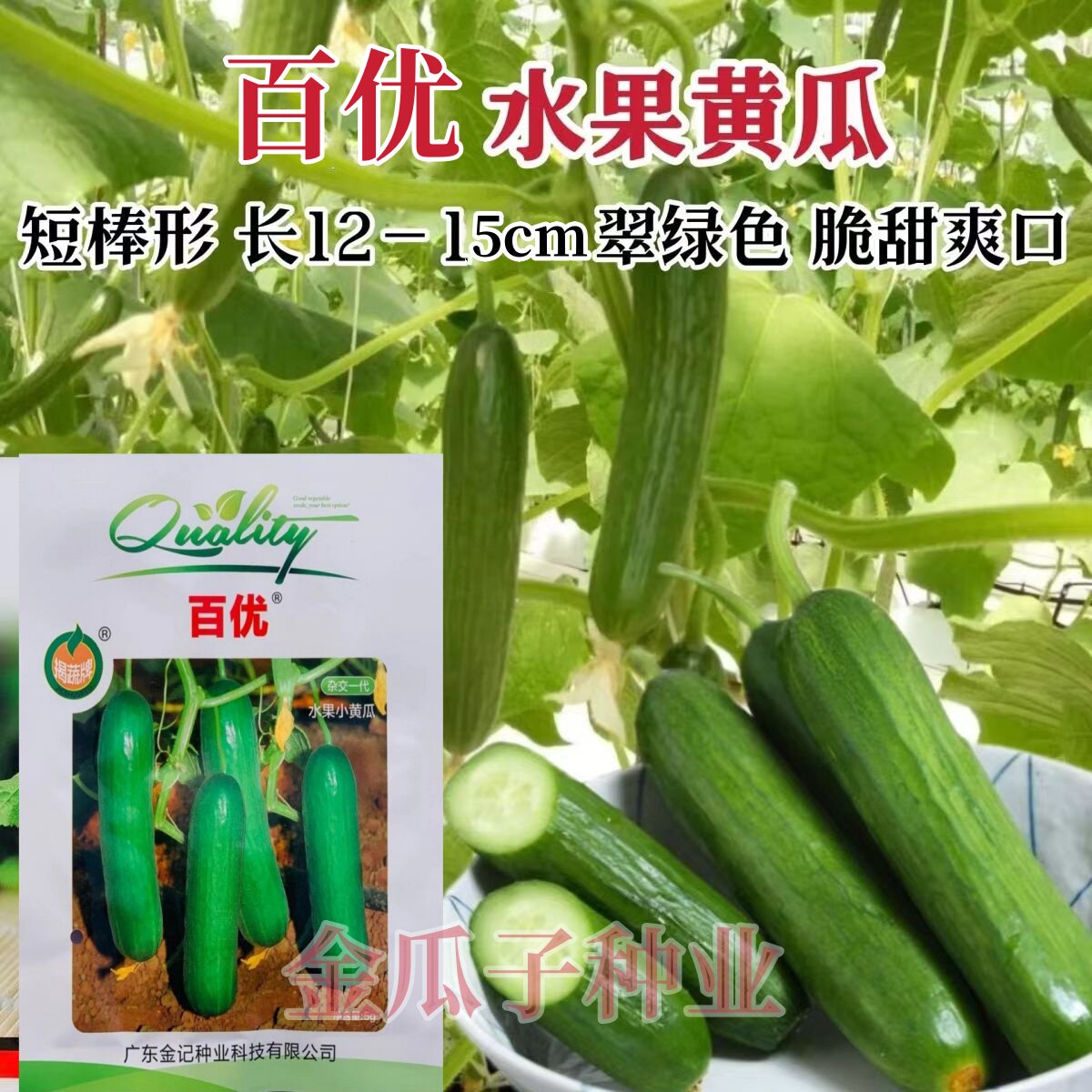 荷兰进口百优小黄瓜种子无刺水果黄瓜甜脆可口高产青瓜乳瓜子种籽
