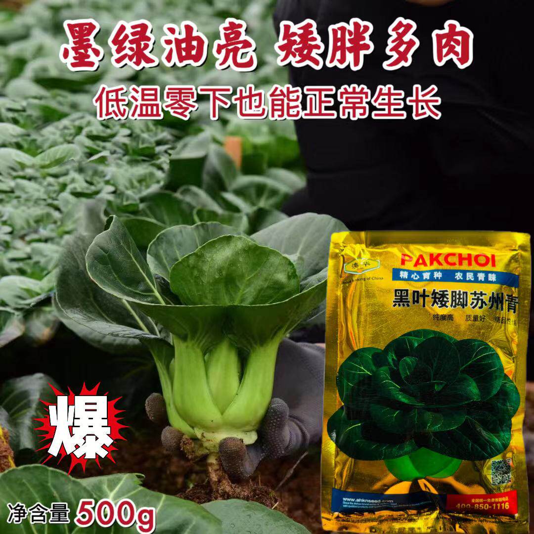 黑叶矮脚苏州青种子油菜耐寒高产