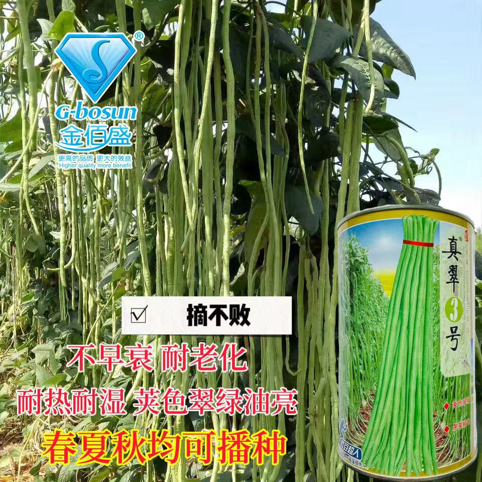 真翠3号豇豆种子真正翠绿长豆角种籽高产耐热耐湿特长绿豆角种孑