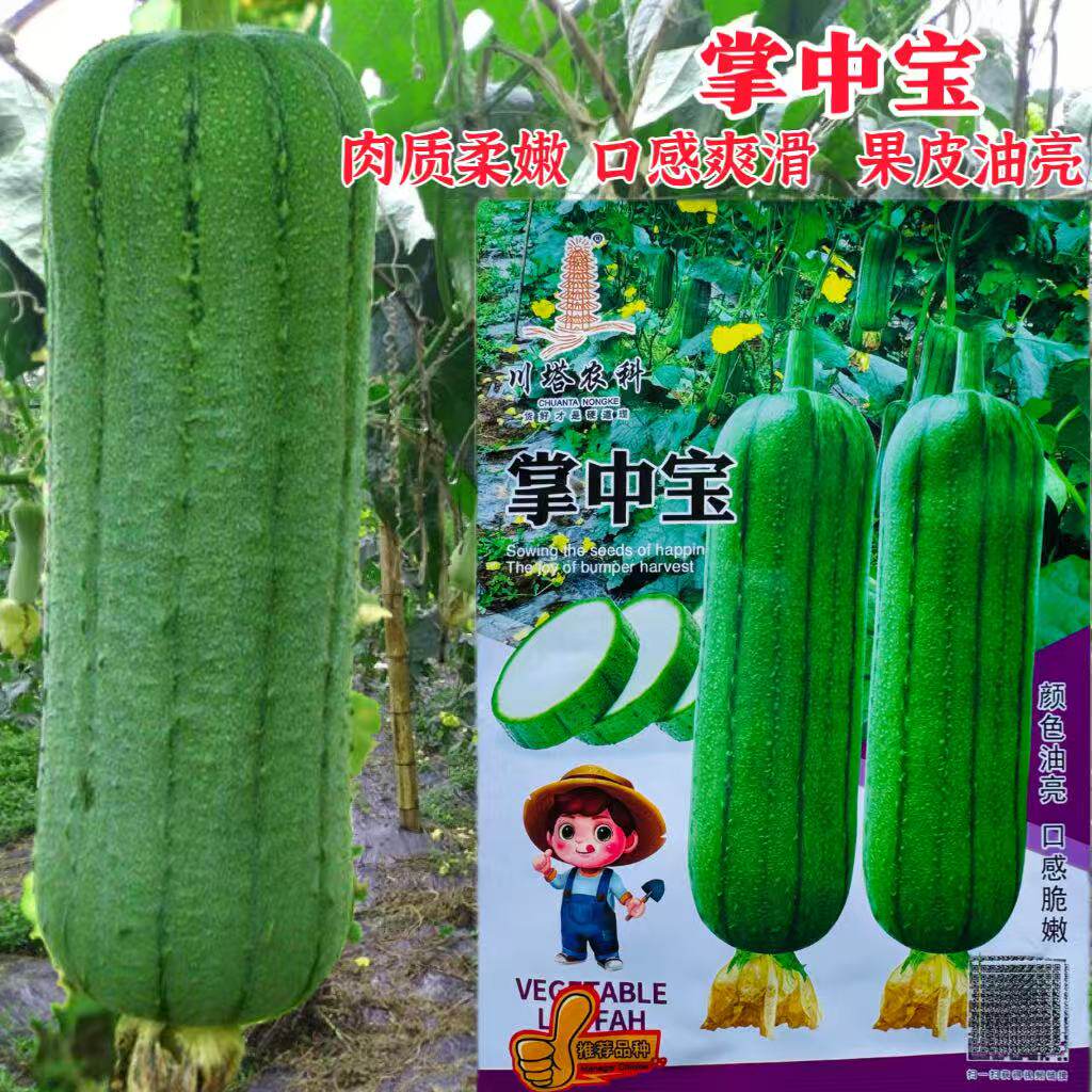 川塔新型短棒杂交肉丝瓜 掌中宝香味浓肉质细嫩粗细均匀畸形少