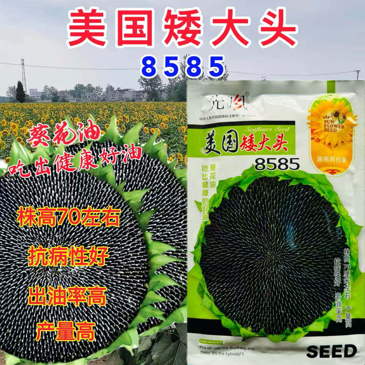 矮大头8585葵花籽种子高产矮杆高油抗病抗逆性强油葵种子向日葵种