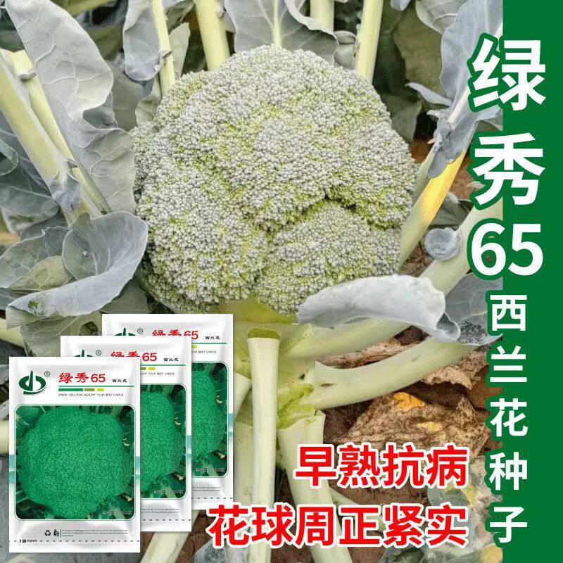 绿秀65西蓝花种子抗病绿