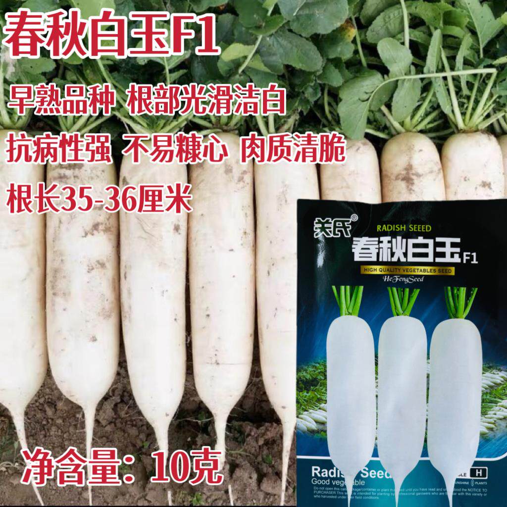 春秋白玉白萝卜种子早熟