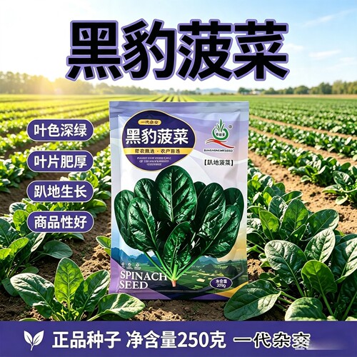 黑豹一代杂交趴地菠菜种子矮生墨绿大叶耐寒抗病高产大田蔬菜种籽