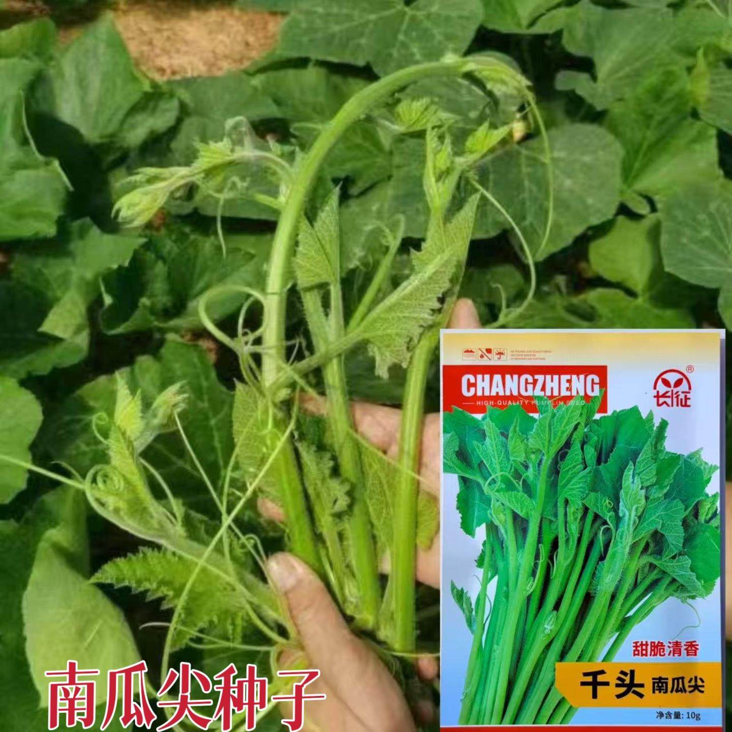 千头南瓜尖种子春播耐热抗病南瓜尖种籽南瓜秧头甜脆清香蔬菜种孑
