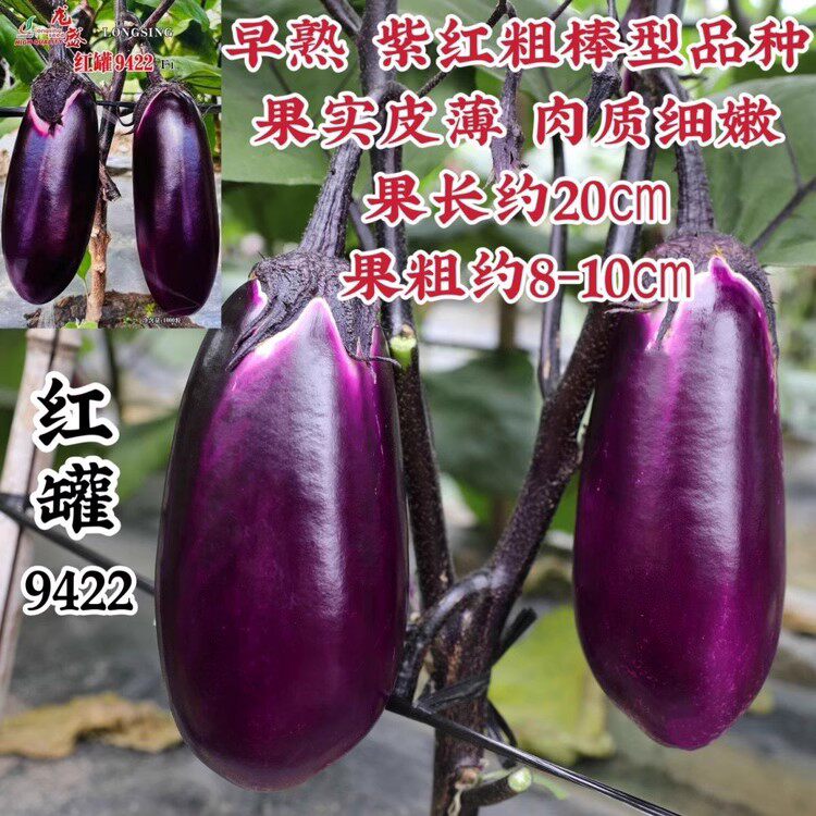 早熟皮薄紫红色罐茄种籽龙盛红罐9422茄子种子早熟粗棒茄子种籽孑