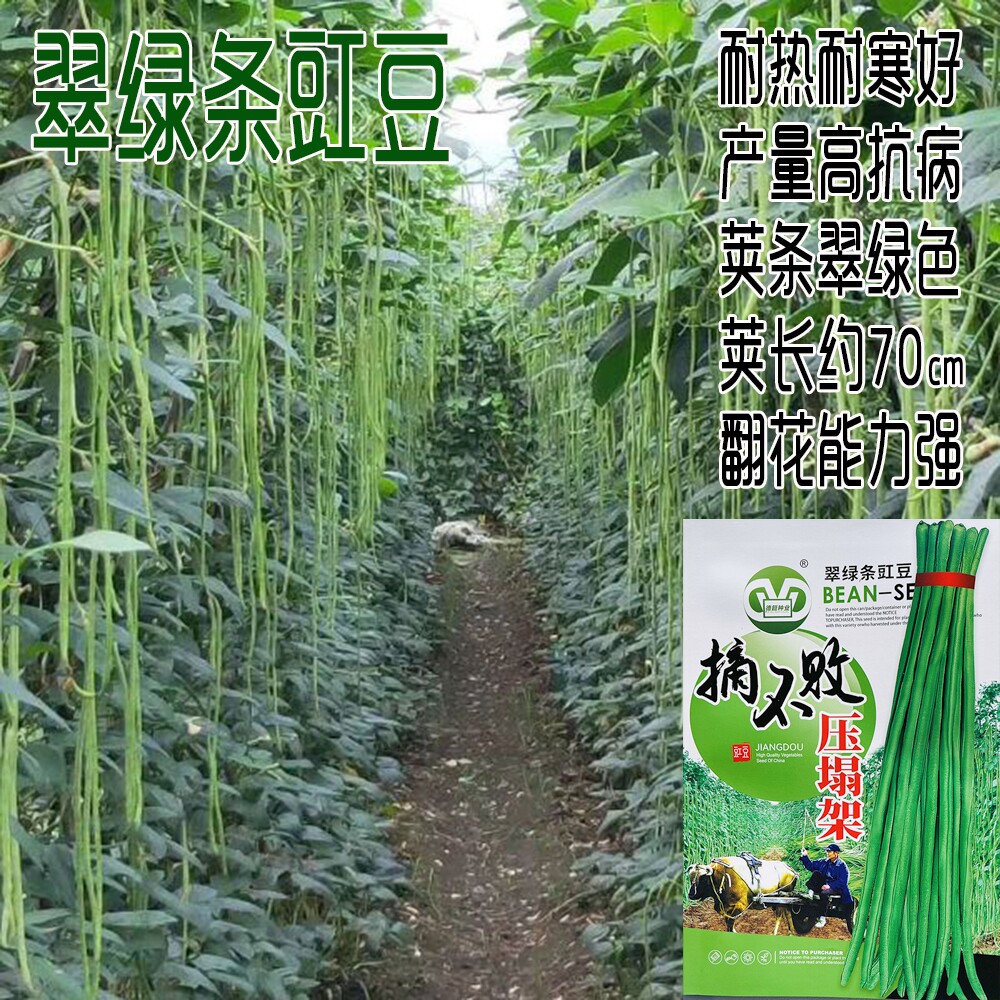 摘不败压塌架高产豇豆种子特长豆角籽农家菜园春夏秋四季播蔬菜孑