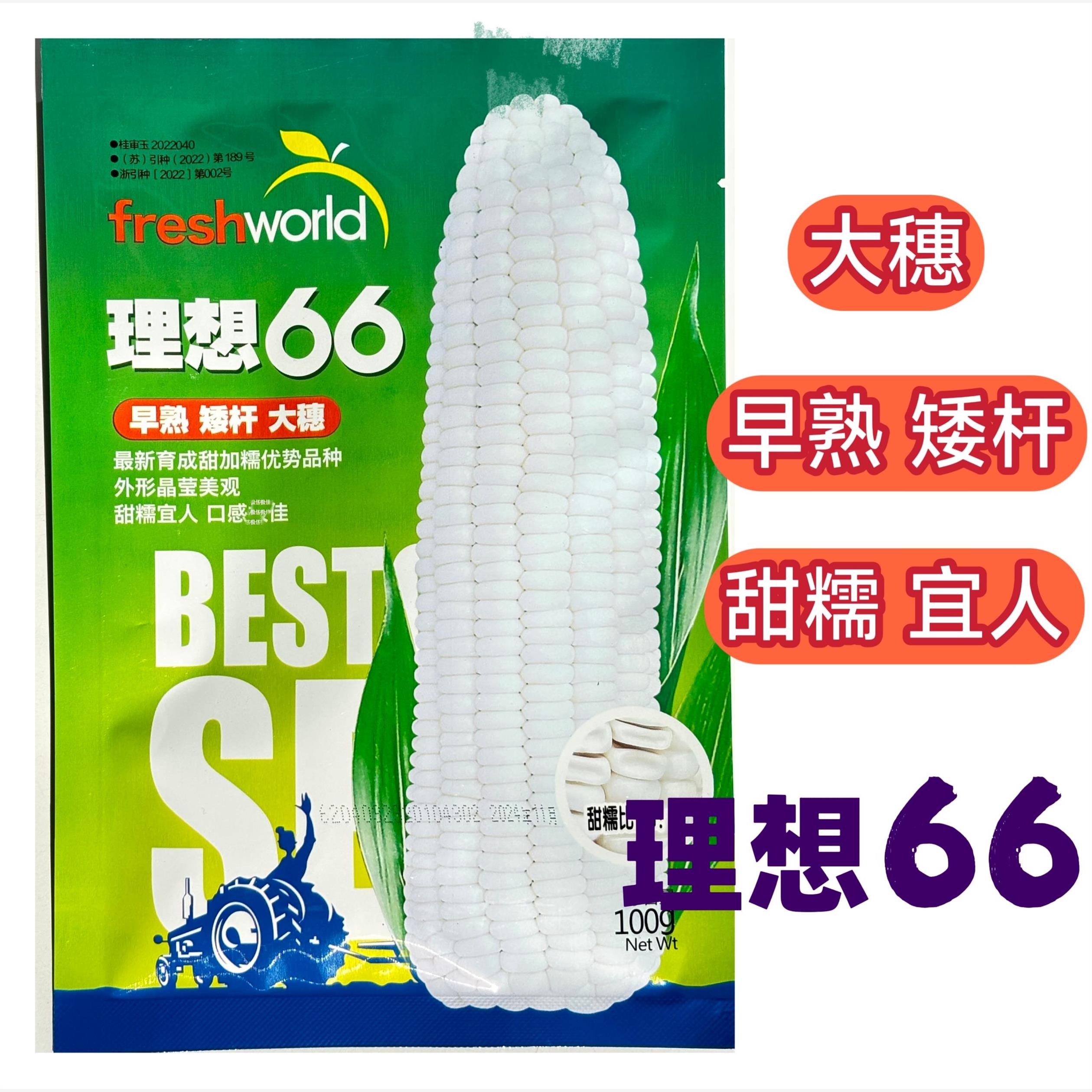 理想66甜糯玉米种子早熟