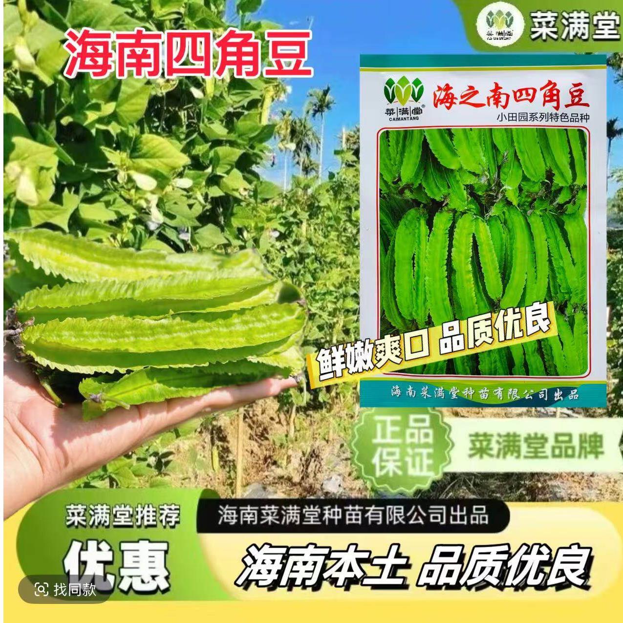海南四角豆种子花叶四角豆种籽高产抗病农家田园春秋播种蔬菜种孑